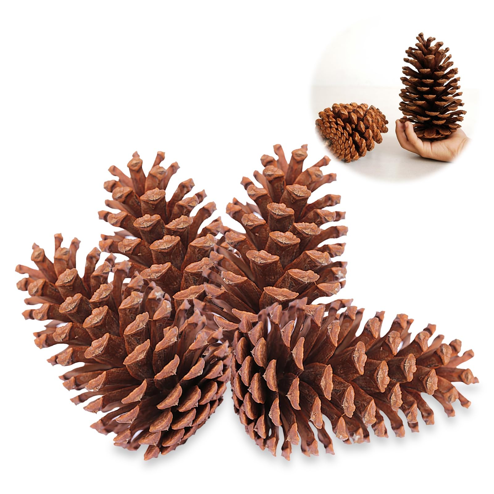 Amazon｜OSTTRPO 天然大型松ぼっくり4個 (4~4.7インチ) DIYクラフト